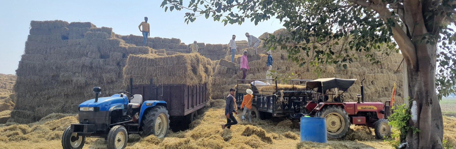 Biomass brings prosperity to 96 villages of Mathura
