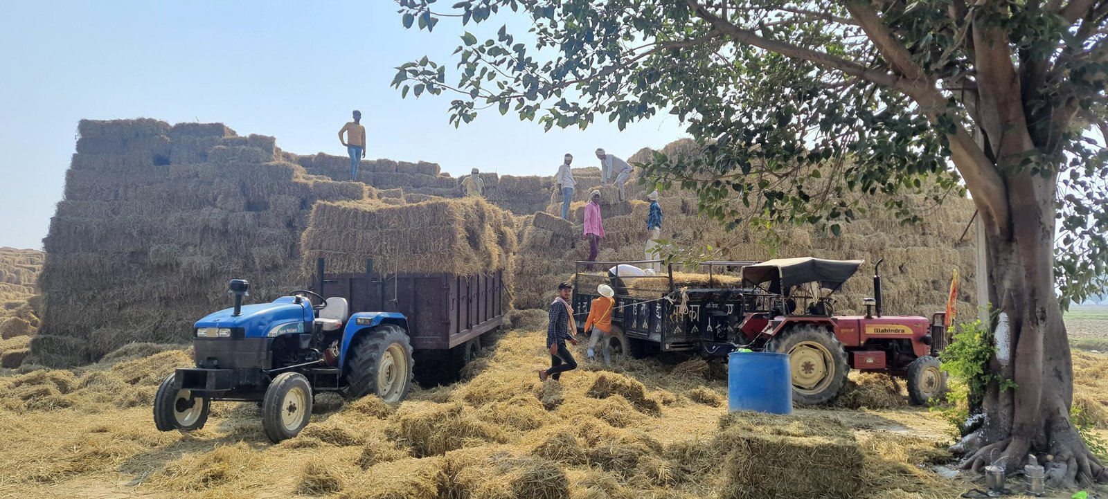 Biomass Bank Warehouse and Farmers